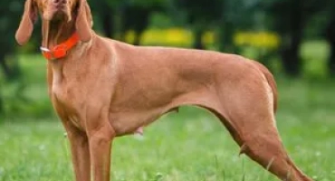 Верен приятел и игрив спътник за деца: запознайте се с унгарския скок